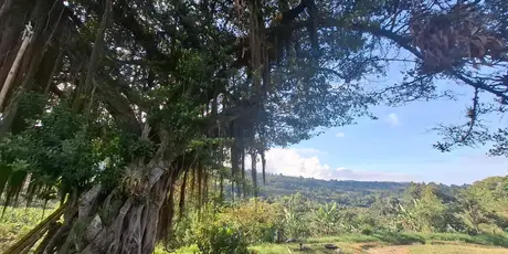 Familia Familia Cuéllar, Pitalito, Huila — Libertad Campesina