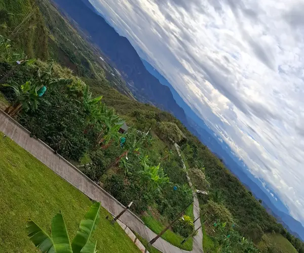 Cafetal al amanecer — Libertad Campesina, Gigante (Huila)