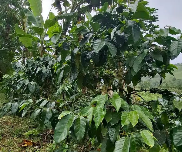 Nuestra tierra — Libertad Campesina, Gigante (Huila)