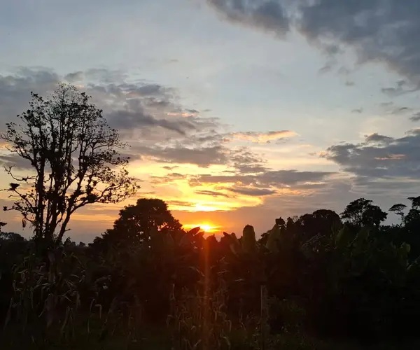 Cosecha de calidad — Libertad Campesina, Gigante (Huila)