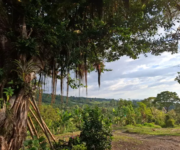 Montañas del Huila — Libertad Campesina, Gigante (Huila)